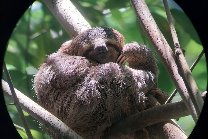 Half Day Guided Hiking at Manuel Antonio National Park - Overview of the Tour