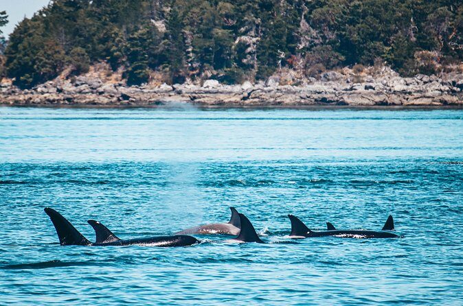 Half-Day Guided Sea Kayaking Adventure in Telegraph Cove - Who Should Book This Tour?