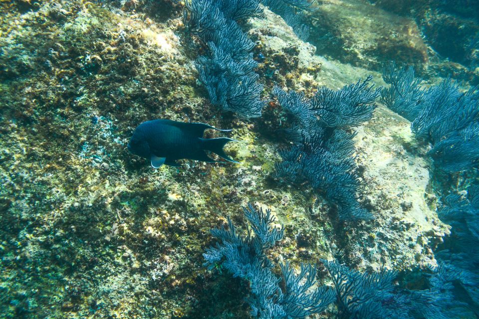 Half Day Guided Snorkel Tour in Los Cabos - Cancellation Policy