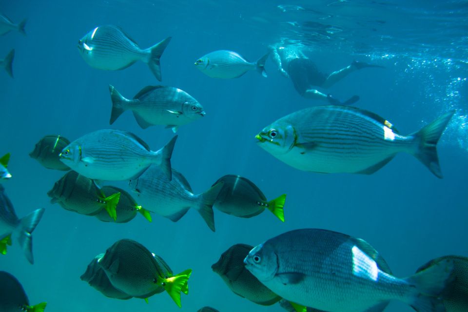 Half Day Guided Snorkel Tour in Los Cabos - Frequently Asked Questions