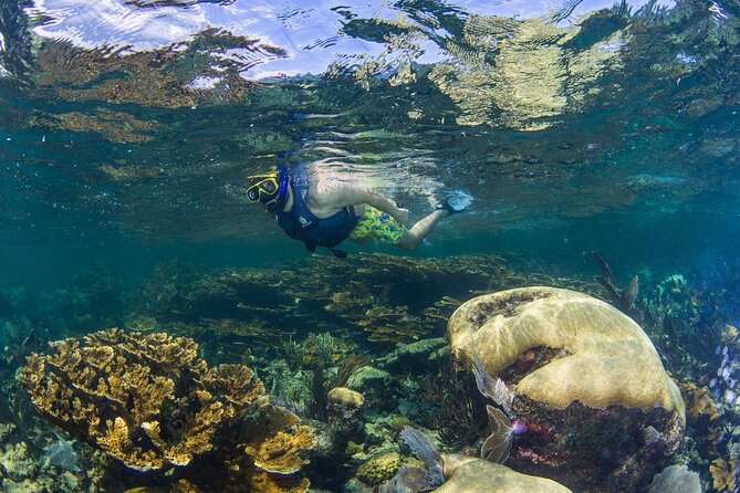 Half Day Guided Snorkeling Adventure in Puerto Morelos - Participant Reviews and Experiences