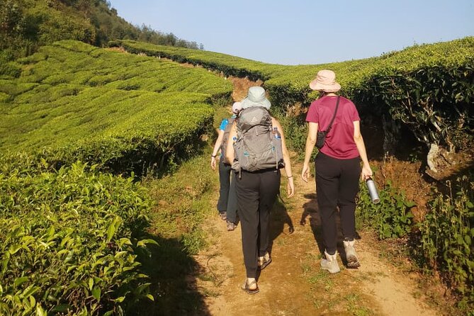 Half Day Hiking in Munnar Trekking Tour - What to Expect