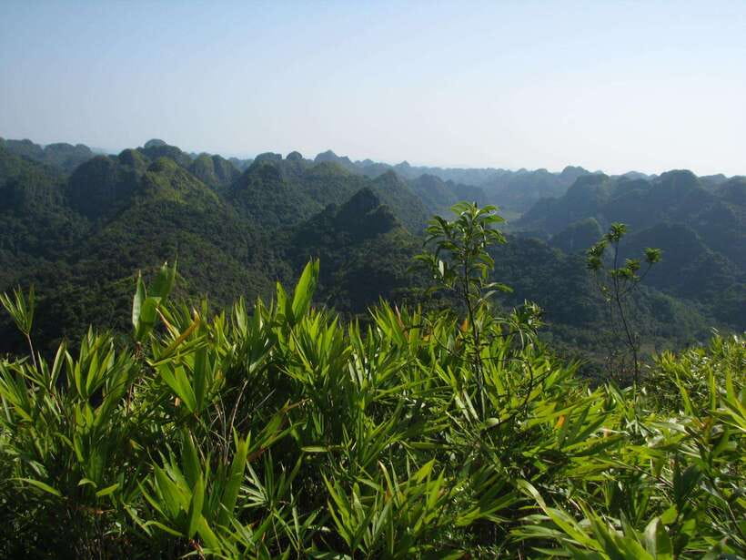 Half Day Hiking to Cat Ba National Park With a Guide - Key Points