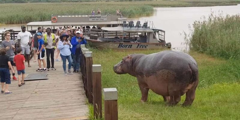 Half Day Hippo Boat Safari Isimangaliso Wetlands From Durban - Itinerary Details
