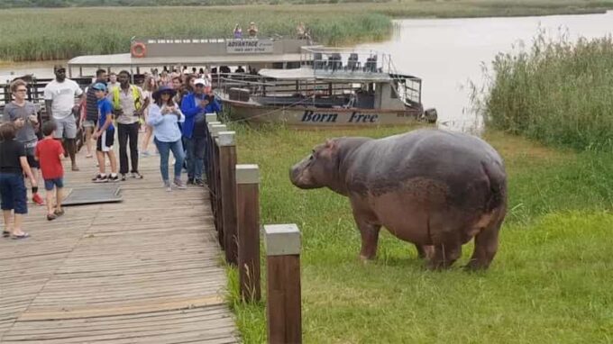 Half Day Hippo Boat Safari Isimangaliso Wetlands From Durban - The Sum Up
