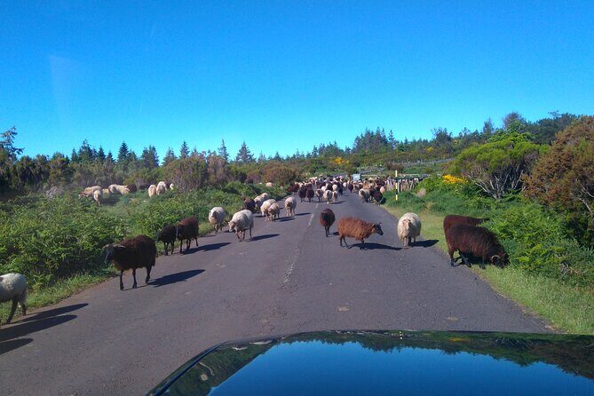 Half Day Jeep Safari Tour at Pico Areeiro and Santo da Serra - Authentic Traveler Insights from Reviews