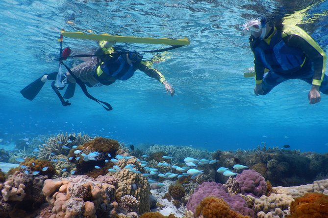 Half-Day Kayak Tour on the Kerama Islands and Zamami Island - Tour Restrictions