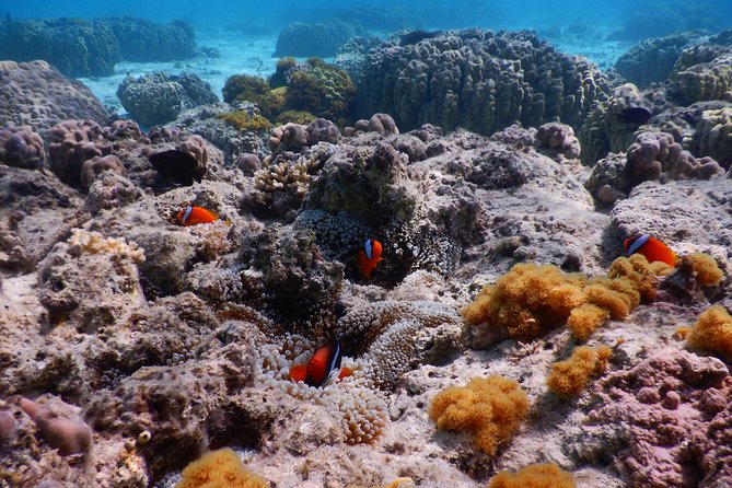 Half-Day Kayak Tour on the Kerama Islands and Zamami Island - Tour Highlights