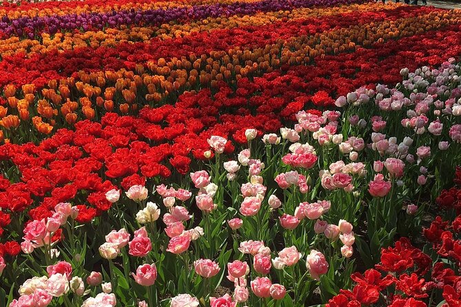 Half Day Keukenhof Tulip Paradise Trip From Amsterdam - Visitor Reviews and Ratings