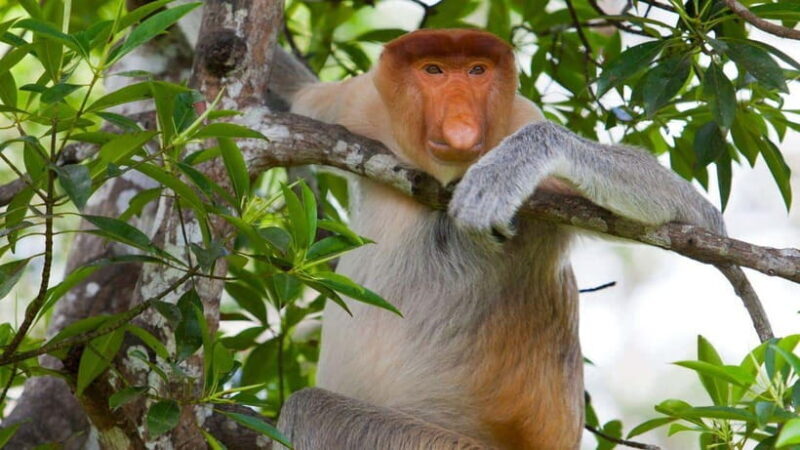 Half Day Labuk Bay Proboscis Monkey Sanctuary | Sandakan - Key Points