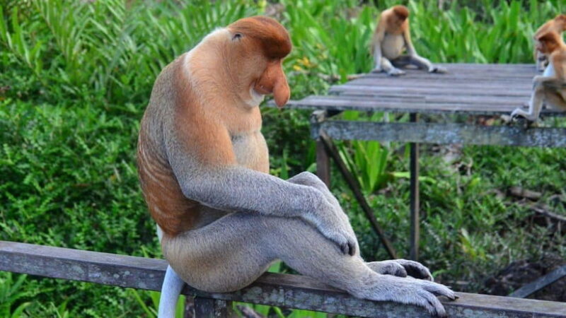 Half Day Labuk Bay Proboscis Monkey Sanctuary | Sandakan - An In-Depth Look at the Tour
