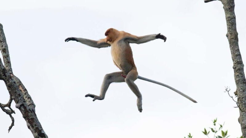 Half Day Labuk Bay Proboscis Monkey Sanctuary | Sandakan - Final Thoughts