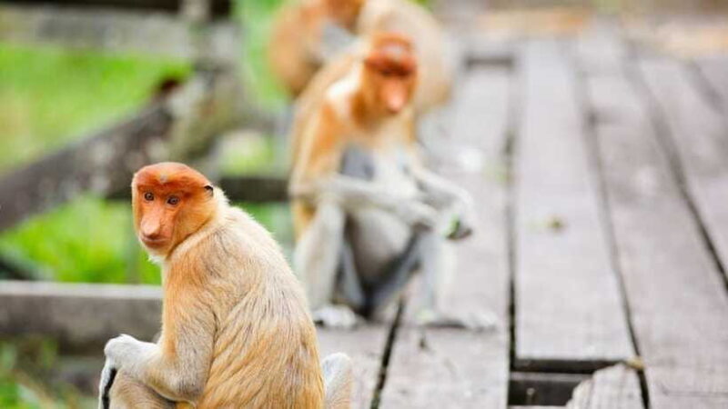 Half Day Labuk Bay Proboscis Monkey Sanctuary | Sandakan - FAQs