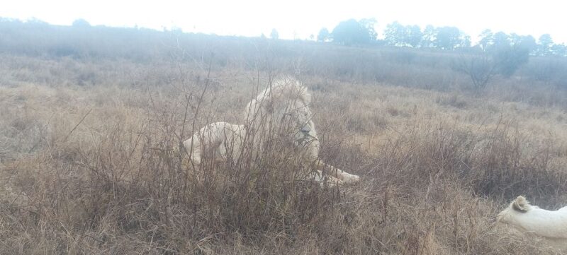 Half Day Lion Park - Customer Reviews
