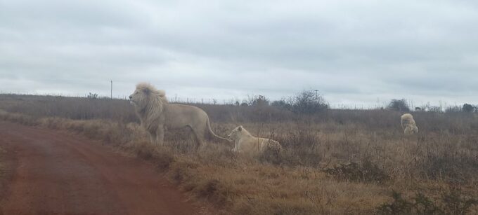 Half Day Lion Park - Frequently Asked Questions