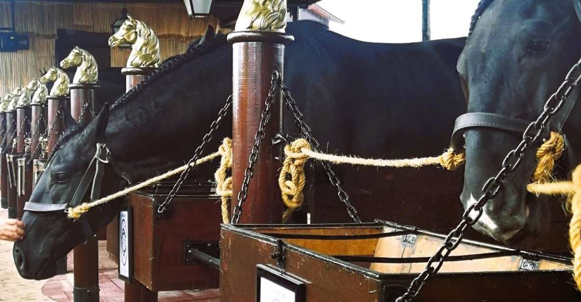 Half-Day Lusitanian Horses & Photography Museum Private Tour - Pickup and Drop-off