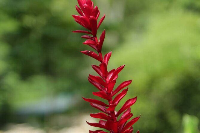 Half-Day Martha Brae Rafting Tour with Pickup Included - The Sum Up: Who Is This Tour Best For?