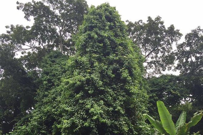 Half-Day Martha Brae River Rafting Tour from Ocho Rios - Who Will Love This Tour?