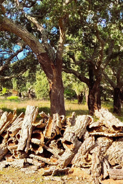 Half-Day Mountain Jeep Safari with firewater tasting - Cultural and Tasting Stops: A Flavor of Local Life