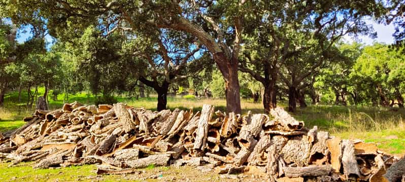 Half-Day Mountain Jeep Safari with firewater tasting - The Sum Up: Is This Tour Right for You?