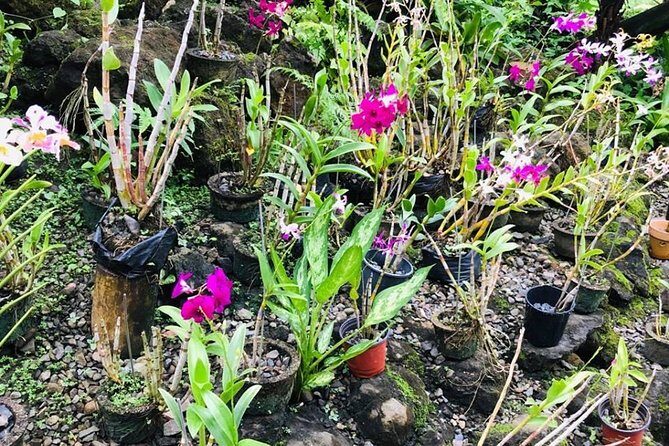 Half Day Nadi Sightseeing & Mud Pool Tour - Final Thoughts