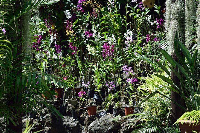 Half Day Nadi Tour-Mudpools, Gardens,Temple,Handicraft markets/LUNCH-Coral Coast - Exploring the Itinerary in Detail