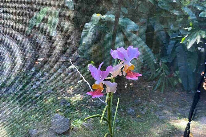 Half Day Nadi Tour Temple, Market, Gardens and Mud Pools - An In-Depth Look at the Nadi Tour Experience