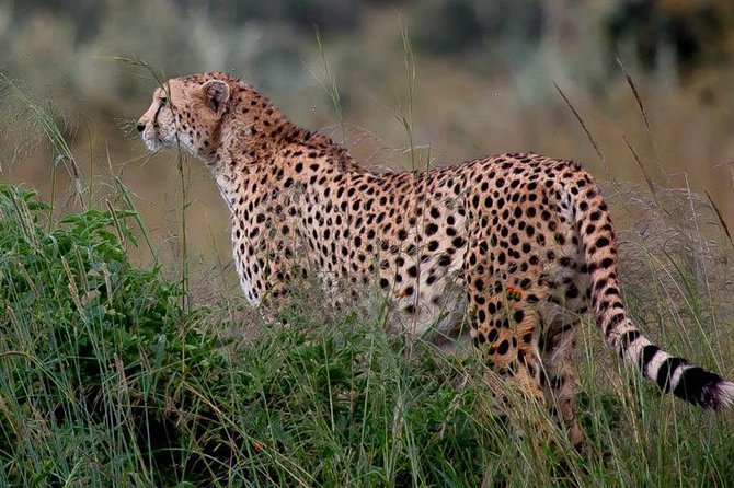 Half-Day Nairobi National Park Safari From Nairobi With Free Pickup - Highlights of Nairobi National Park