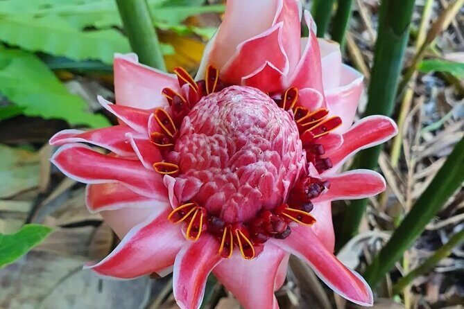 Half-Day Nature Culture Excursion, Tropical Taino Garden Tour - A Deep Dive into the Tropical Taino Garden Tour Experience  