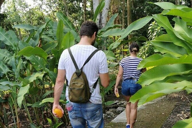 Half-Day Nature Culture Excursion, Tropical Taino Garden Tour - FAQ  