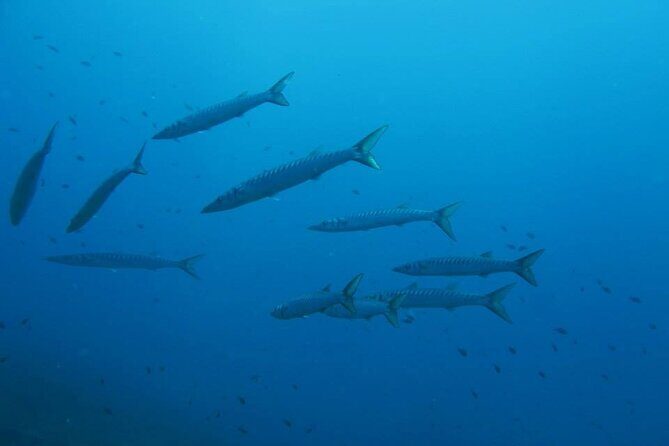 Half Day of Snorkeling and a Swim on Elba Island - Final Thoughts