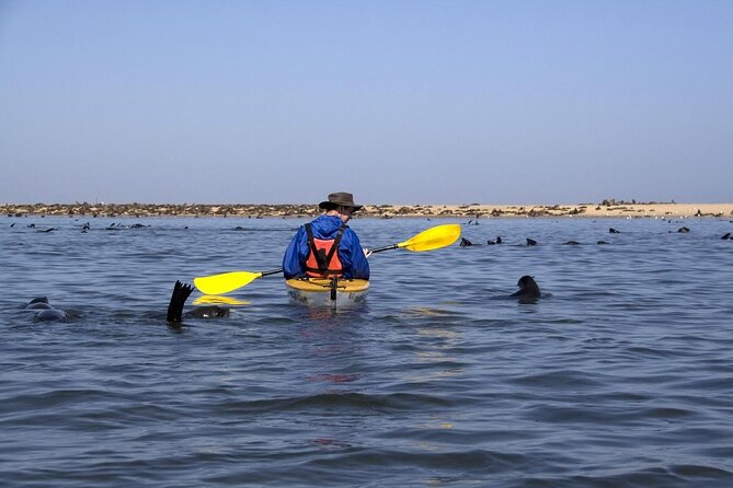 Half Day Original Seal Kayak Adventure, Pelican Point, Walvis Bay - Good To Know