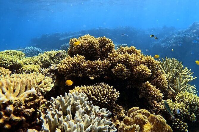 Half Day Outer Reef Snorkelling Tour from Port Douglas - Final Thoughts