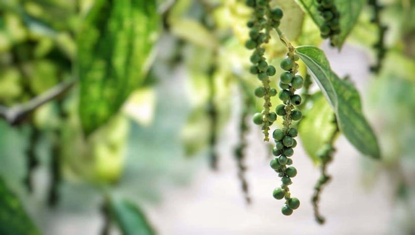 Half-day Phu Quoc Island Experience - Pepper Farm Experience