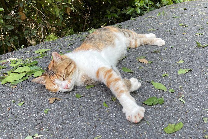 Half Day Princes' Islands Tour - Price and Value Analysis