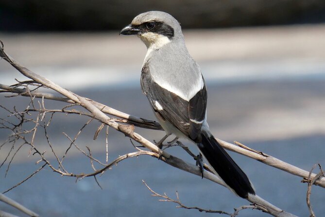 Half-Day Private Bird Tour of Fort De Soto Park in St. Petersburg - 2 Person Max - Pricing and Cancellation Policy