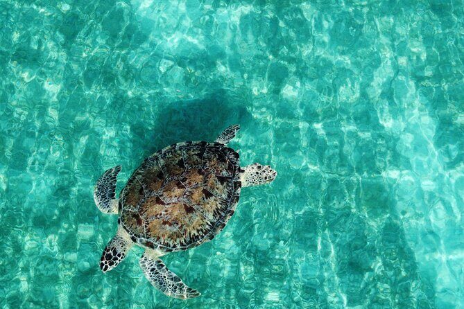 Half-Day Private Boat Experience  Appetizers & Drinks Included - Key Points