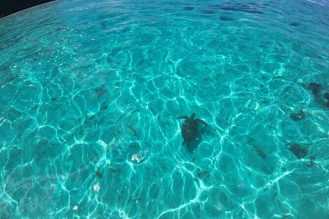 Half Day Private Boat Snorkeling Excursion Moorea - The Sum Up