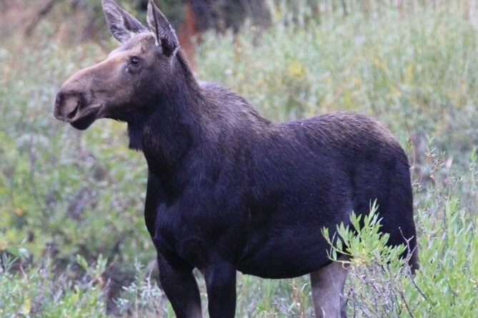 Half-Day Private Breathtaking Tour in Grand Teton National Park - Tour Characteristics and Group Privacy