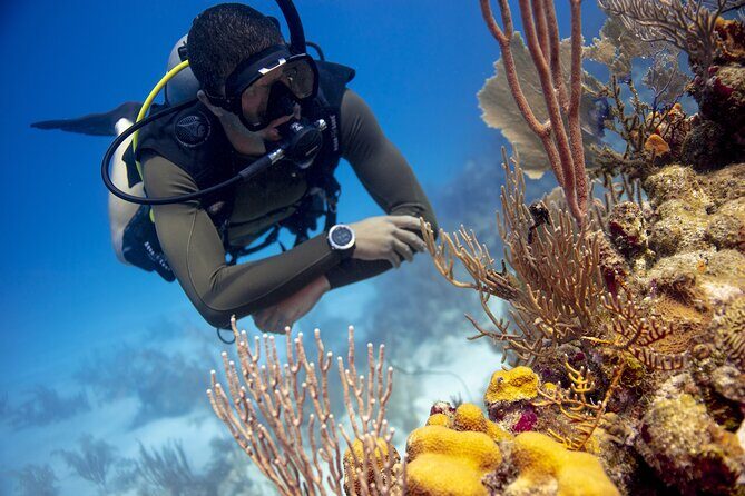 Half-Day Private Discover Dive at Australia's Iconic Beach - What You Can Expect During the Experience
