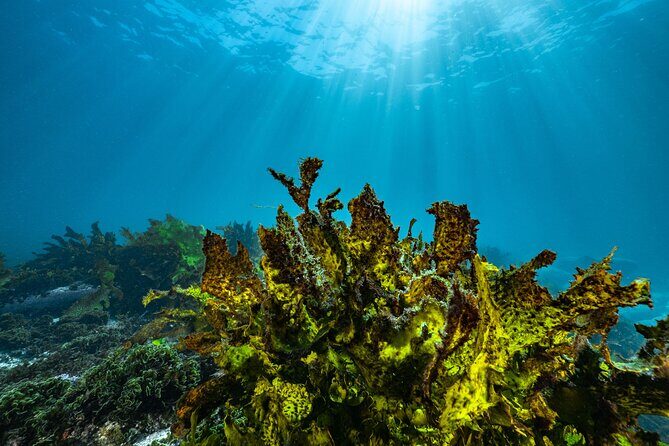 Half-Day Private Discover Dive at Australia's Iconic Beach - Who Is This Tour Best For?