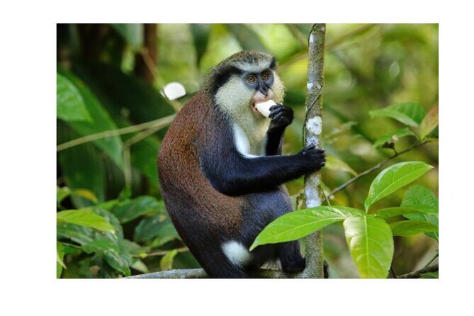 Half Day Private Island Adventure in Grenada - Why This Tour Stands Out