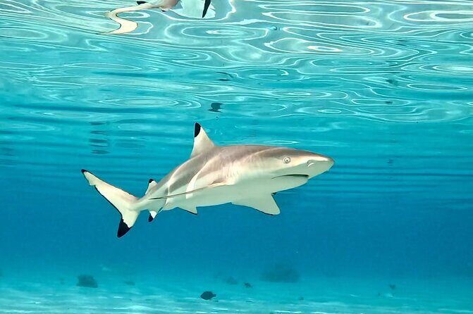 Half Day / Private Lagoon Adventure in Mo'orea - FAQ