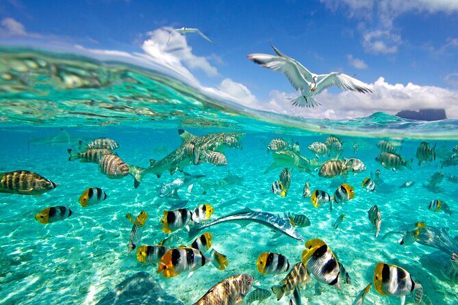 Half Day Private Lagoon Snorkeling Experience - FAQ