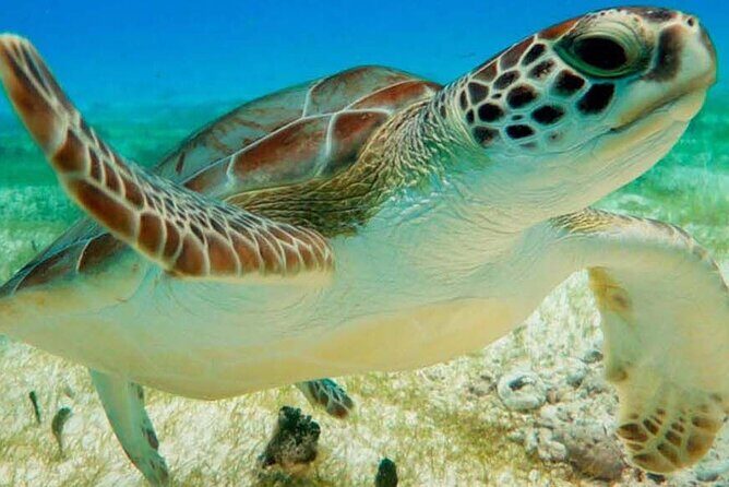 Half Day Private Snorkeling with Turtles and Majestic Cenotes - A Close Look at the Half Day Private Snorkeling with Turtles and Majestic Cenotes Tour
