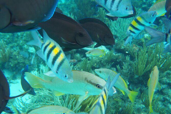 Half-Day Private Stingray City Charter in Cayman Islands - FAQ