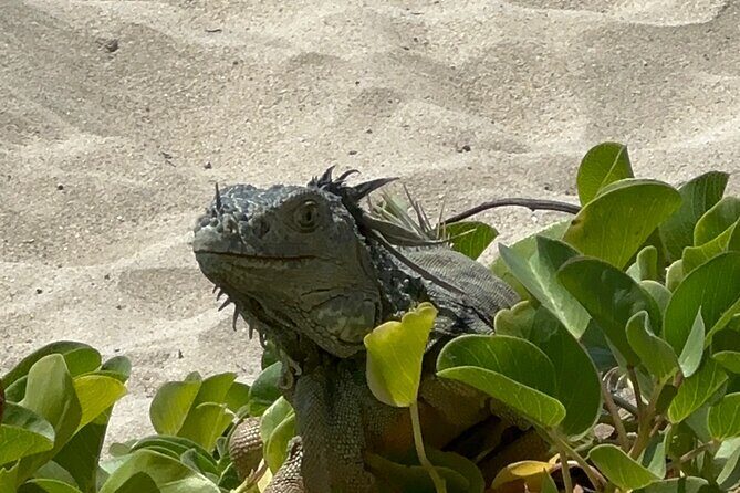 Half Day Private Sun and Snorkel exploring the Turks and Caicos - Authenticity and Local Flavor