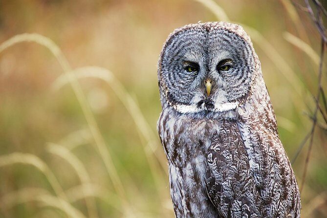 Half Day Private Sunrise Wildlife Safari - In-Depth Look at the Itinerary