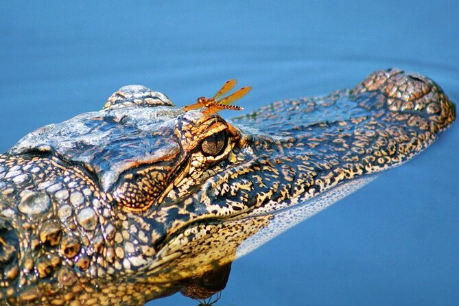 Half Day Private Swamp Experience in Louisiana - Unique Features of the Experience