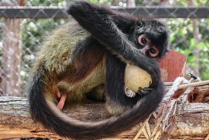 Half Day Private Tour of Akumal Monkey Sanctuary - An In-Depth Look at the Tour Experience